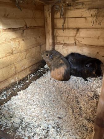 Image 3 of Last two females available guinea