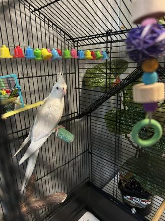 Image 2 of 3 months old Albino cockatiel with cage