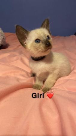 Image 9 of Exceptionally beautiful and silky soft GCCF siamese kittens