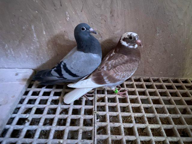 Preview of the first image of 2023 rpra Rung top Gaby based young birds racing Pigeons.
