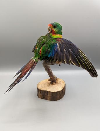 Image 12 of Taxidermy, Antique Collectables, Taxidermy Mounts,