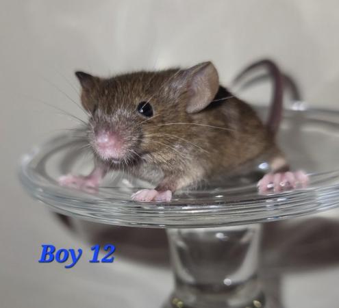 Image 18 of Baby mice - boys £2 great pets. 2 left