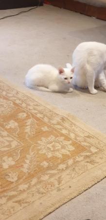 Image 5 of Beautiful pure white kitten