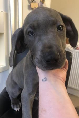 Image 24 of LAST GIRL LEFT! - REDUCED - Blue Great Dane Puppies