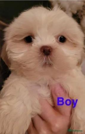 Image 3 of Kc reg shih tzu puppies for sale