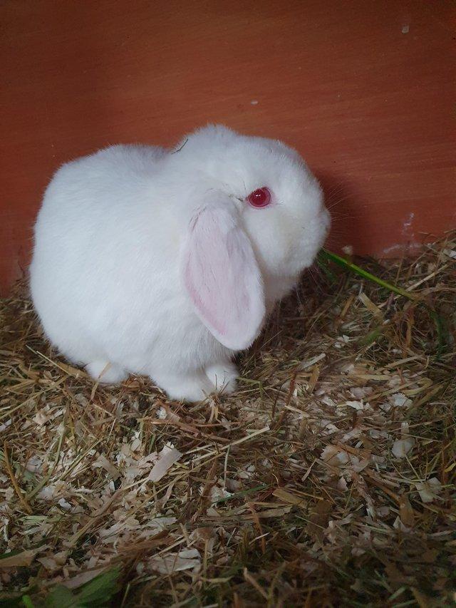 Preview of the first image of NOVA - Spayed mini lop girl for adoption vac RHD2.