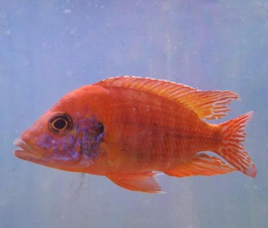 Image 5 of Large Selection of African Cichlids