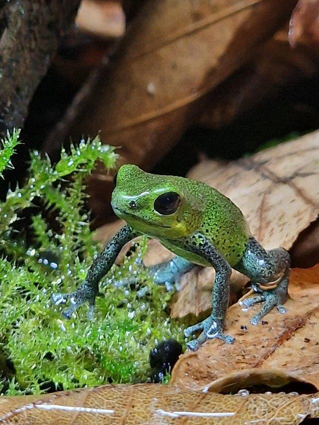 Preview of the first image of Dart Frogs Oophaga pumilio for Sale.