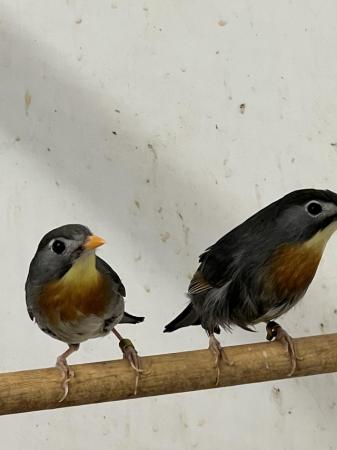 Image 4 of Adult breeding pair Pekin Robins