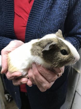 Image 4 of Boy Guineapigs ……………..,,