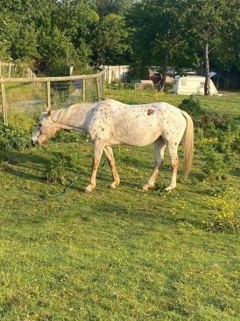 Image 2 of Appaloosa mare for a new home