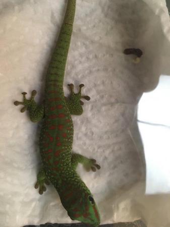 Image 4 of CAPTIVE BRED YOUNG  GIANT DAY GECKOS