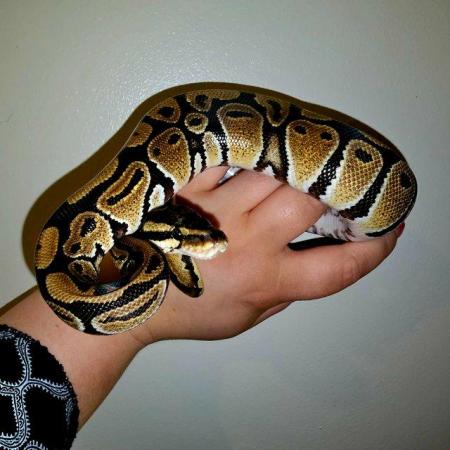 Image 5 of Cb22 & Cb23 Royal Pythons For Sale Males and Female