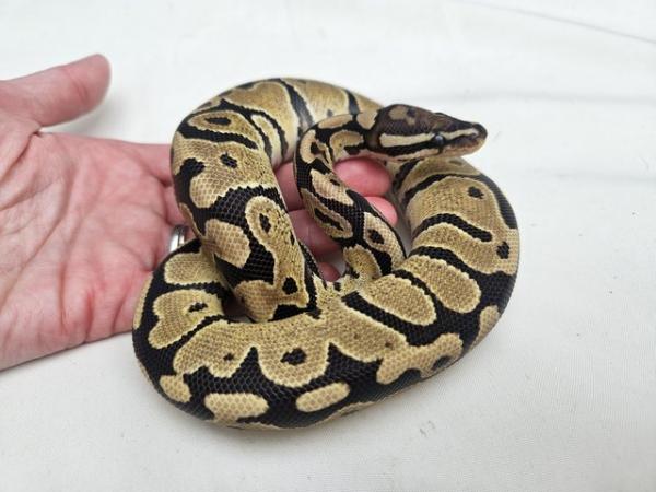 Image 3 of Fire Royal Python Het VPI AXANTHIC pos het Ghost