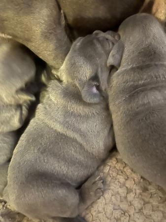Image 4 of Frenchie bull dog pupsPictures available of mother and fat