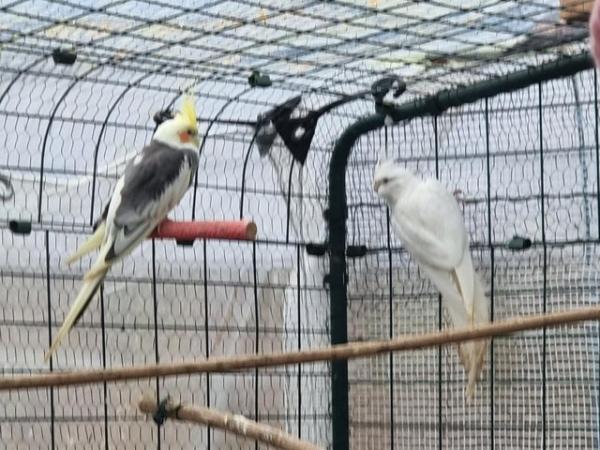 Image 3 of Adult pair of Cockatiel, White Female, Grey Male