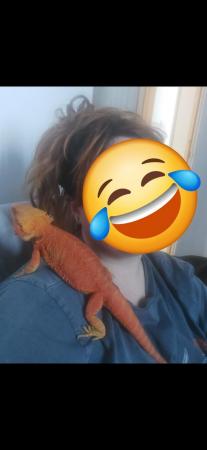 Image 1 of 1 year old Red bearded dragon with full enclosure