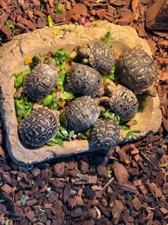 Image 3 of Baby Leopard Tortoises looking for there new homes