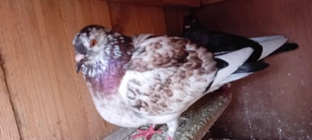 Image 2 of 1 year old pigeon mix  colour