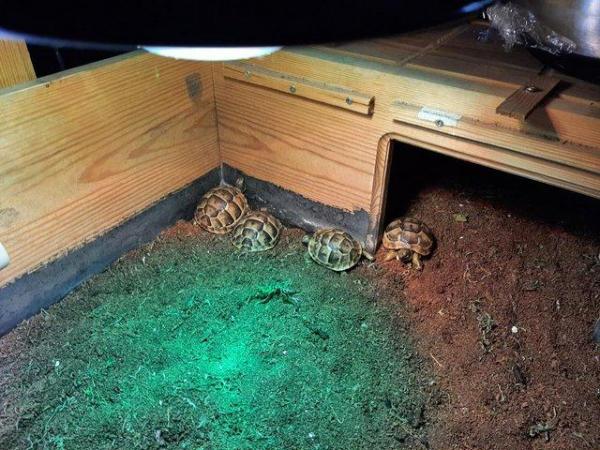 Image 4 of 1 year old Baby Spur Thigh Tortoises for sale