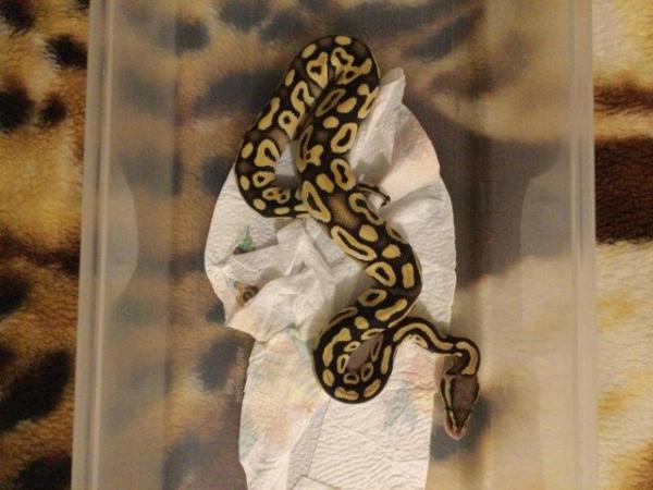 Image 2 of Pastel Mojave het Ghost Baby Ball Python