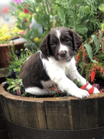 Image 15 of Liver and white English Springer Spaniels only girls left