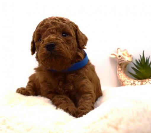 Image 8 of Cavapoo puppies stunning fox red babies available 5 april