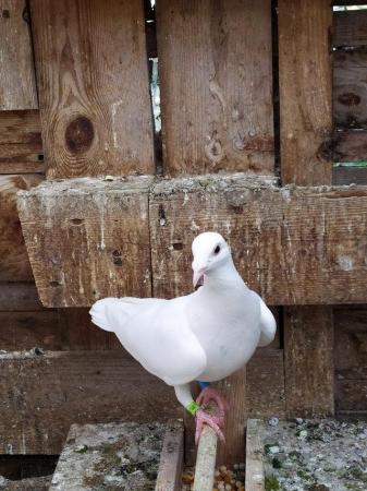 Image 8 of PURE WHITE RACING PIGEON FOR SALE