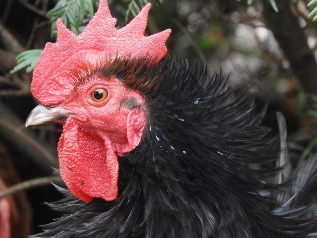 Preview of the first image of Bantam cockerels roosters chickens for sale male only.