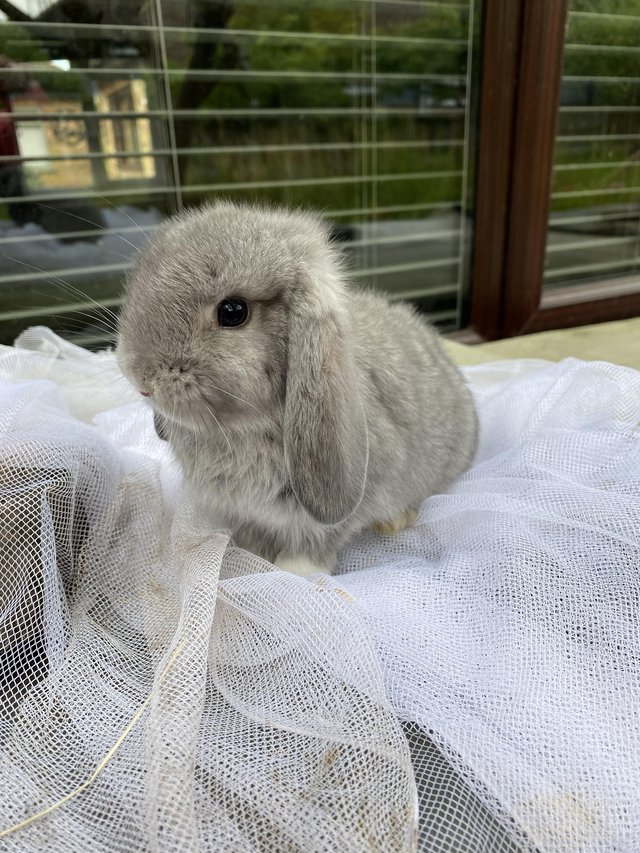 Preview of the first image of Mini lop pure bred.Mix sex’s.