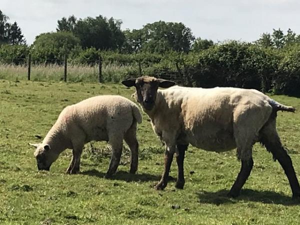Image 3 of 2 ewes 2 lambs Texel and Suffolk x