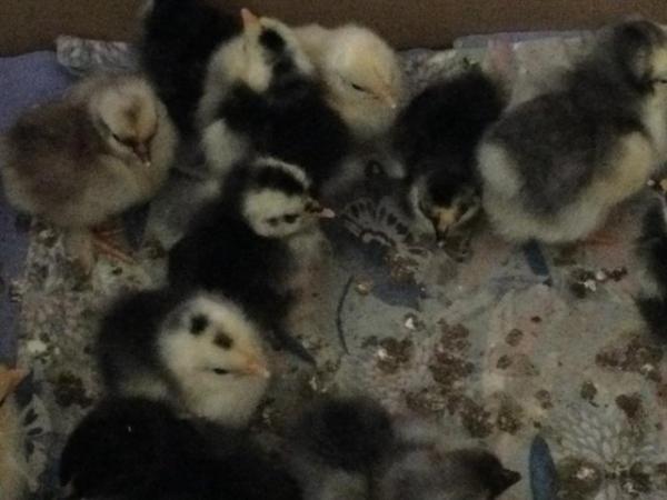 Image 3 of Chicks !  And growers, Pekin Bantams