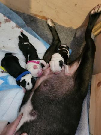 Image 6 of SPRINGER SPANIEL X BOSTON TERRIER PUPS FROM KC PARENTS