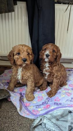 Image 6 of Gorgeous F1 toy cavapoo puppies - price reduced