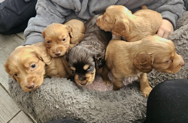 Image 12 of Ready this week KC REGISTERED WORKING COCKER SPANIELS