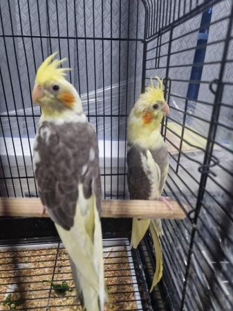 Image 3 of Cockatiel chicks available