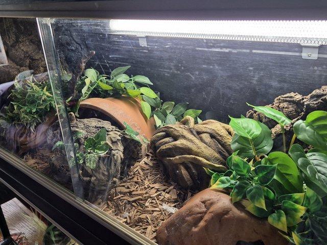 Preview of the first image of Ball python and full set up.
