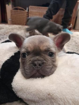 Image 7 of Perfect Isabella French Bulldog pups ready now!