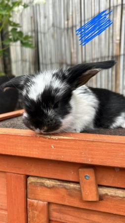 Image 12 of Pure Giant French Lops x