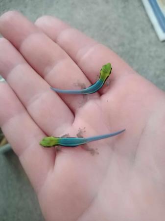 Image 5 of Phelsuma klemmeri/ Neon Day Gecko for sale