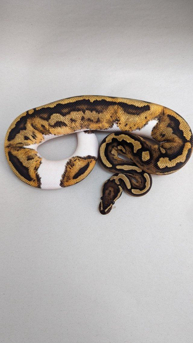 Preview of the first image of Cb23 orangedream pied royal python.