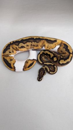 Image 1 of Cb23 orangedream pied royal python