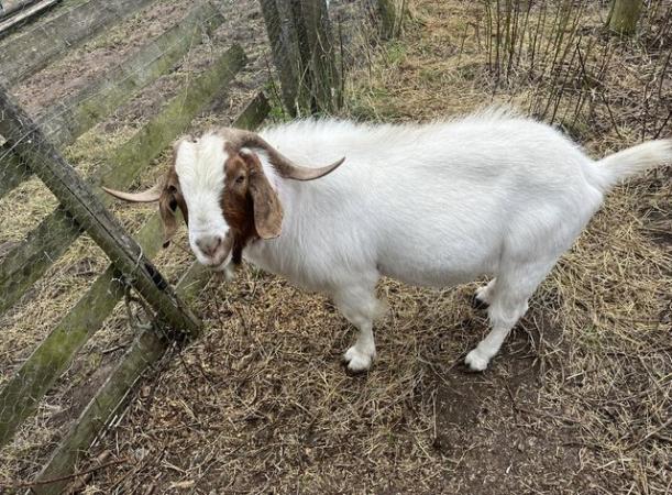 Image 1 of 5 year old proven Boer billy goat