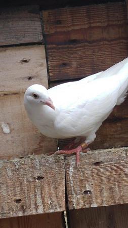Image 3 of PURE WHITE LOGAN PIGEON FOR SALE