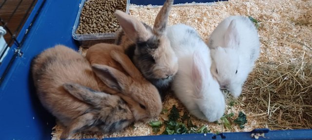 Image 2 of 7.5 weeks mini lop bunnies