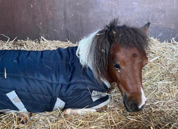 Image 2 of Miniature Horse looking for 10* home