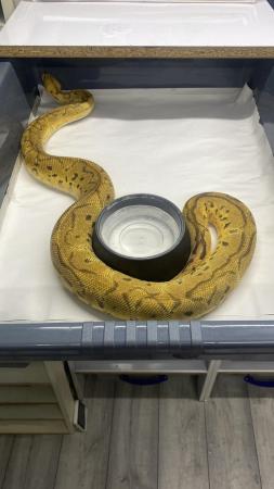 Image 2 of Male pastel motley clown royal python