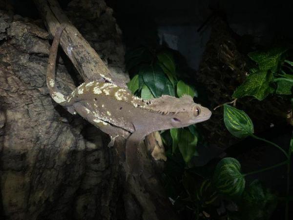 Image 3 of Male crested gecko for rehome
