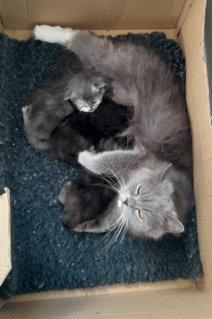 Image 6 of Maine coon x Persian kittens