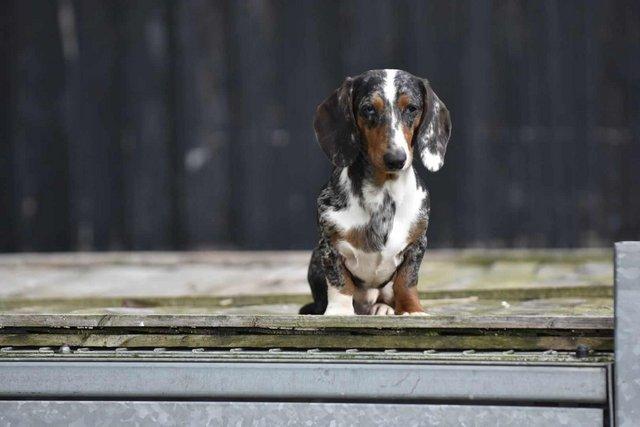 Image 8 of Stunning dachshunds for stud duties